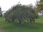 (166'236) - Quittenbaum am 12.
