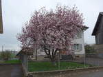 (179'326) - Blhender Magnolienbaum am 2.