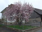 (179'327) - Blhender Magnolienbaum am 2.