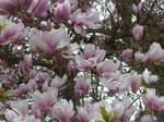 (179'329) - Magnolienblten am 2.