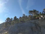 (185'301) - Bume auf dem Felsen am 27.