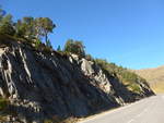 (185'302) - Bume auf dem Felsen am 27.