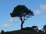 (190'591) - Baum am 20.