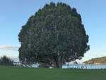 (190'608) - Baum am 20. April 2018 in Hahei