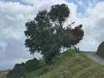 (190'668) - Baum am 21.