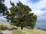 (190'680) - Baum am Mount Maunganui am 21.