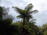 (190'711) - Silberfarn-Baum; Neuseelands Nationalsymbol am 21.
