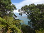 (190'713) - Bume am Mount Maunganui am 21.