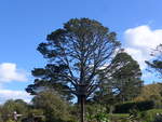 (190'870) - Baum im Hobbiton am 22.