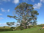 (190'949) - Baum im Hobbiton am 22.