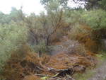 (191'121) - Wald im Wai-O-Tapo Thermal Wonderland am 23.