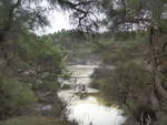 (191'140) - Bume und See im Wai-O-Tapu Thermal Wonderland am 23.