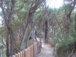 (191'160) - Weg im Wai-O-Tapu Thermal Wonderland am 23.