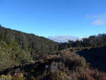(191'329) - Wald im Tongariro-Nationalpark am 25.