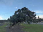 (191'841) - Ein schrger Baum am 29.