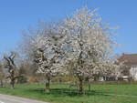 (203'763) - Blhender Baum am 15.