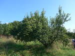 (207'281) - Apfelbaum am 4.
