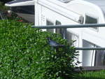 (212'453) - Vogel im Strauch am 26.