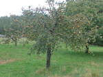 (220'369) - Apfelbaum am 31. August 2020 in Vendlincourt