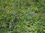 (134'476) - Alpenflora am Stockhorn am 26.