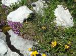 (134'477) - Alpenflora am Stockhorn am 26.