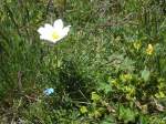 (134'478) - Alpenflora am Stockhorn am 26.
