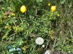 (134'479) - Alpenflora am Stockhorn am 26.
