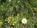 (134'482) - Alpenflora am Stockhorn am 26.