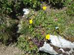 (134'483) - Alpenflora am Stockhorn am 26.