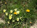 (134'491) - Alpenflora am Stockhorn am 26.