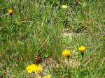 (134'492) - Alpenflora und Schmetterling am Stockhorn am 26.