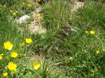 (134'493) - Alpenflora am Stockhorn am 26.