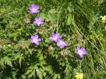 (134'495) - Alpenflora am Stockhorn am 26.