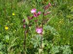 (134'496) - Alpenflora am Stockhorn am 26.