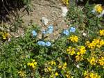 (134'497) - Alpenflora am Stockhorn am 26.