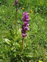 (134'501) - Alpenflora am Stockhorn am 26.