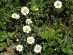 (134'505) - Alpenflora am Stockhorn am 26.