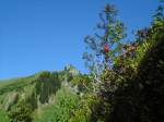 (134'519) - Alpenflora am Stockhorn am 26.