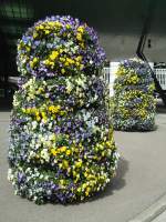 (144'396) - Blumensulen beim Flughafen Zrich am 20.