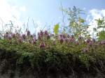 (146'133) - Flora an der Lenk am 28.