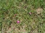 (146'252) - Blumen bei Blatten im Ltschental am 5.
