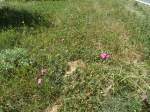 (146'253) - Blumen bei Blatten im Ltschental am 5.
