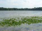 (152'686) - Seerosen im Lily Lake am 13.