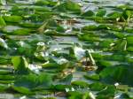 (152'688) - Seerosen im Lily Lake am 13.