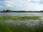 (152'689) - Seerosen im Lily Lake am 13.