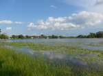 (152'697) - Seerosen im Lily Lake am 13.