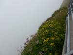 (154'390) - Aussicht auf dem Rochers-de-Naye am 23.