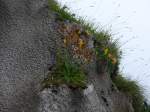 (154'393) - Blumen auf dem Rochers-de-Naye am 23.
