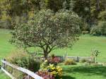 (166'147) - Apfelbaum und Blumen am 10.