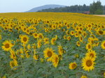(173'219) - Sonnenblumenfeld am 21.